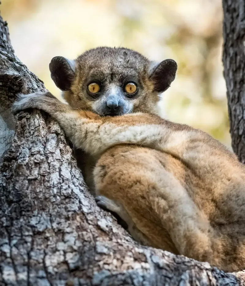 Northern Sportive Lemur