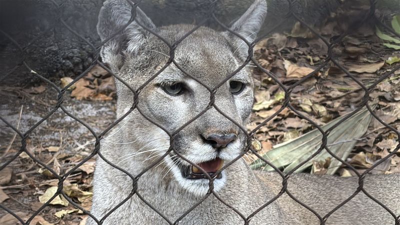 Panther Conservation Efforts