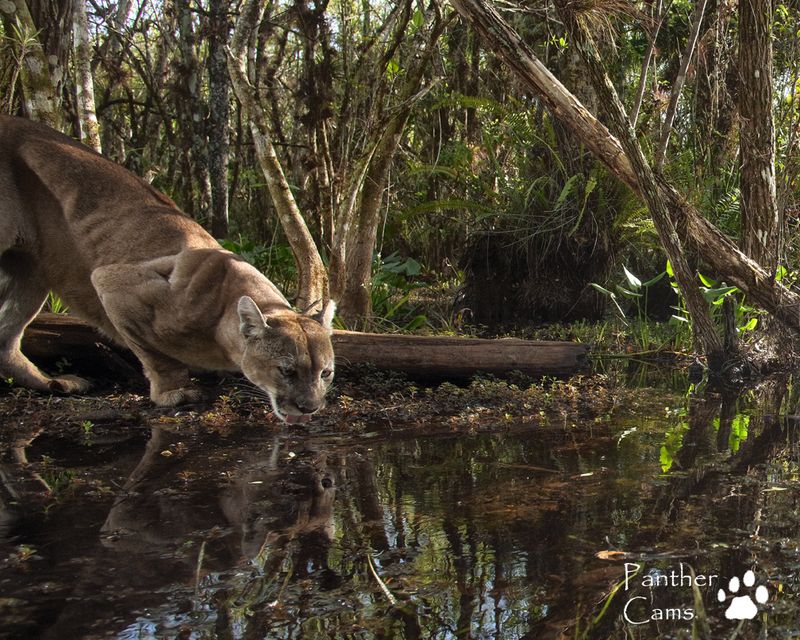 The Role of Panthers in Ecosystems
