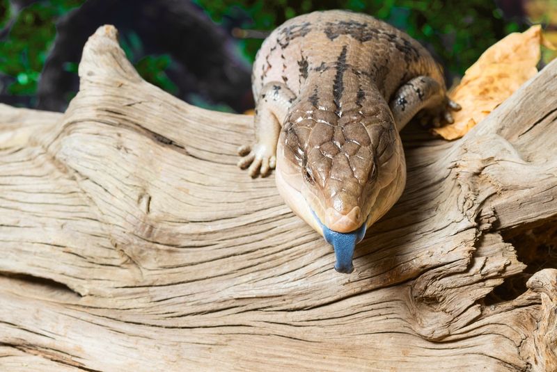 Blue-Tongued Skink