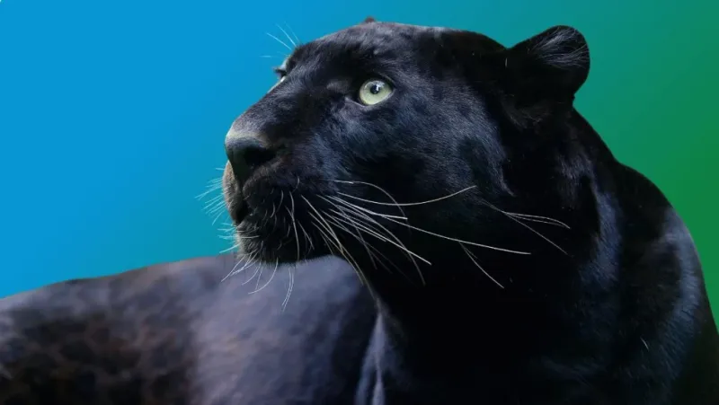 Panther Symbolism in Culture