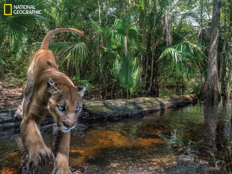 The Secretive Florida Panther