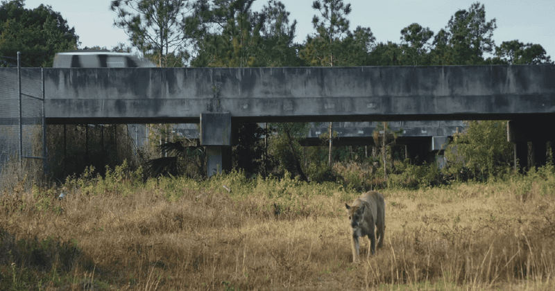 Panther Adaptations to Urbanization