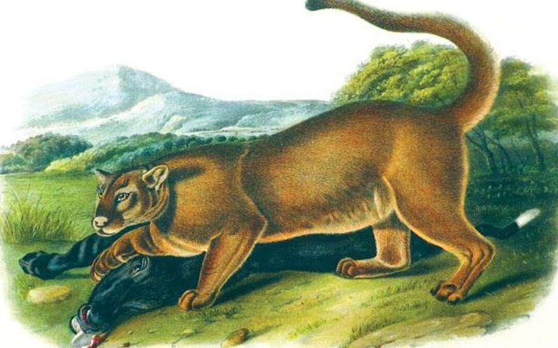 Panther Myths and Legends