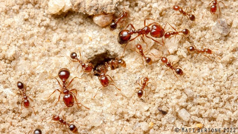Fire Ants