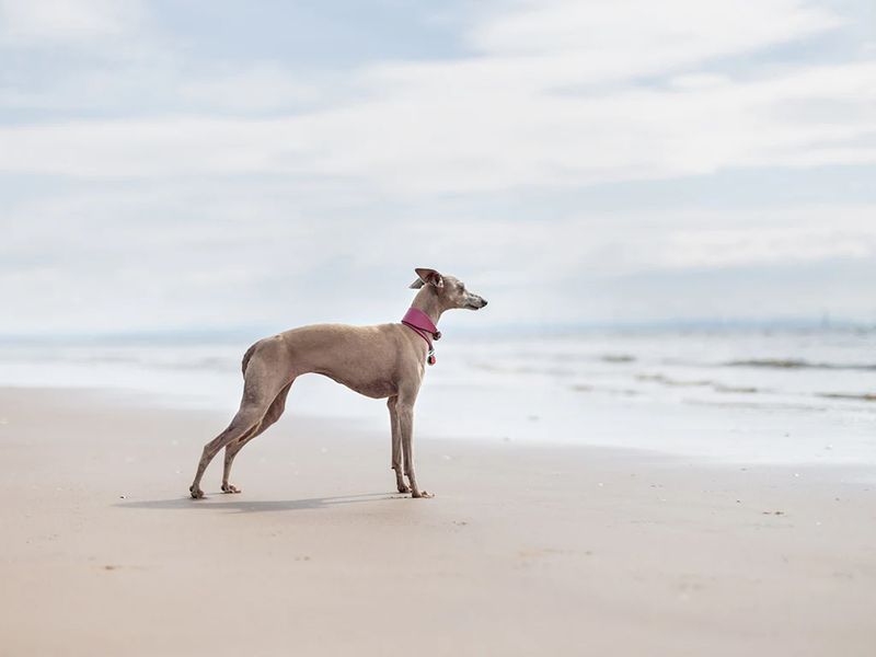 Italian Greyhound