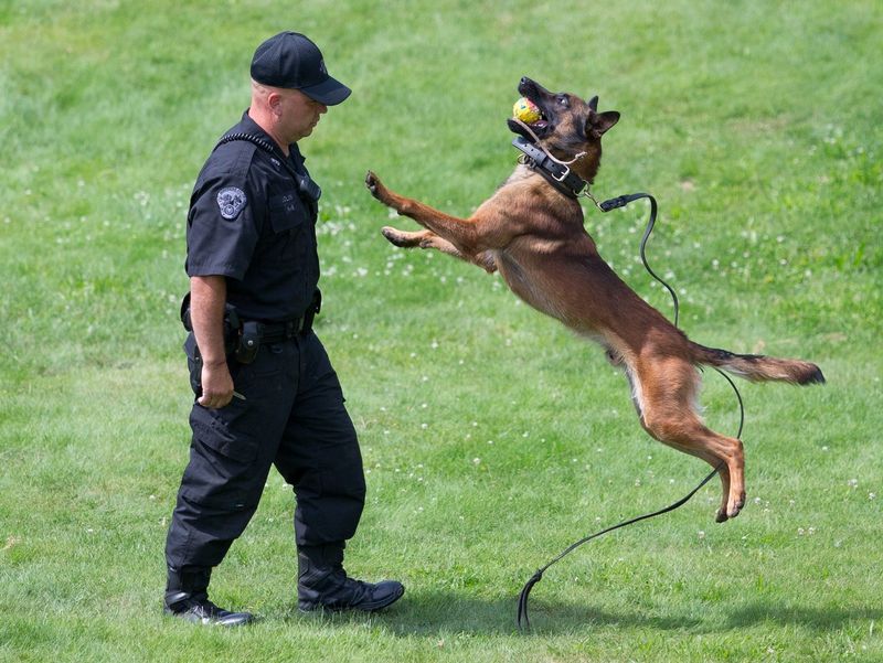 Belgian Malinois