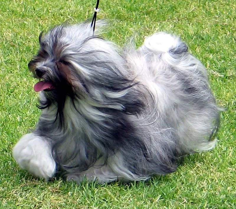 Havanese