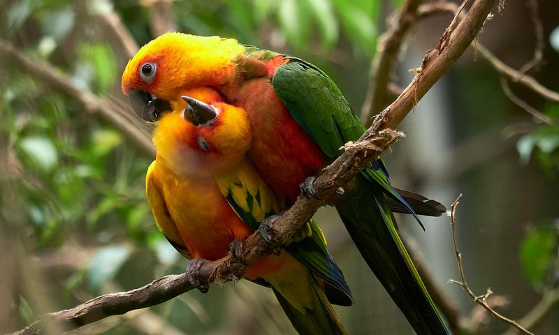 Conure