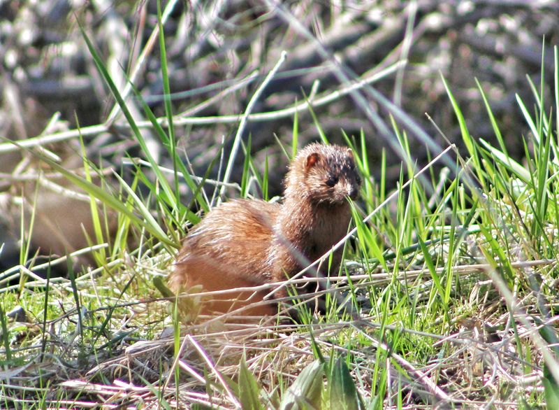 American Mink