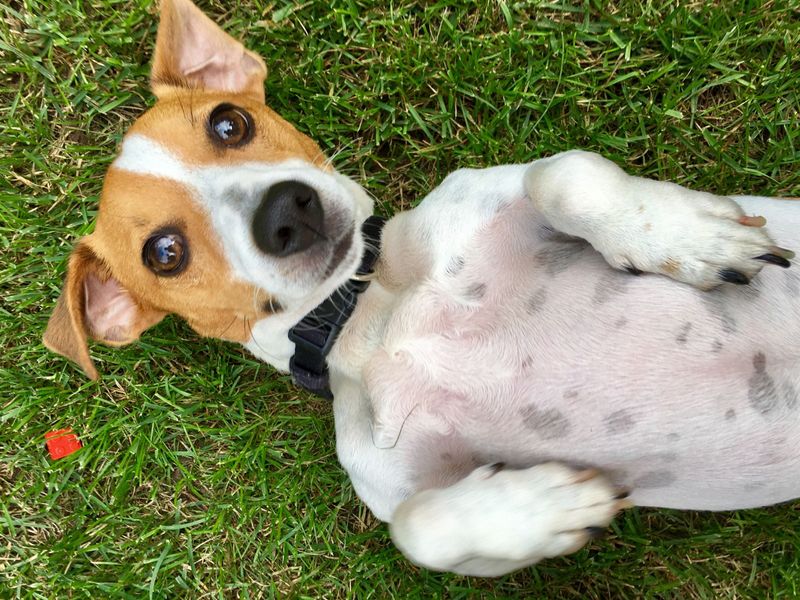 Sunburn in Dogs