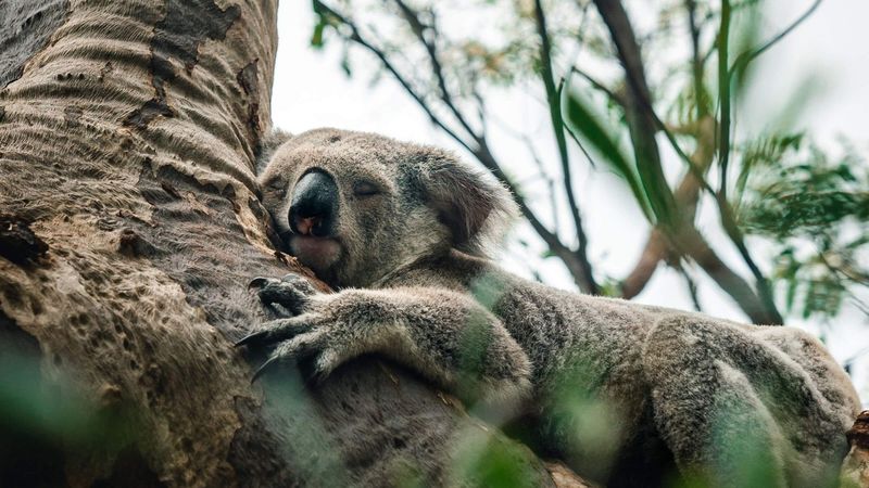 Eucalyptus Oil Production