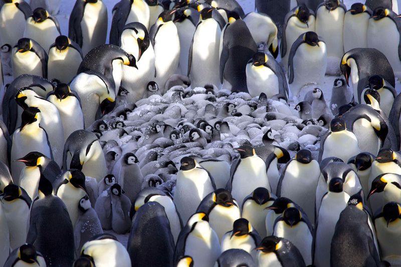 Penguin