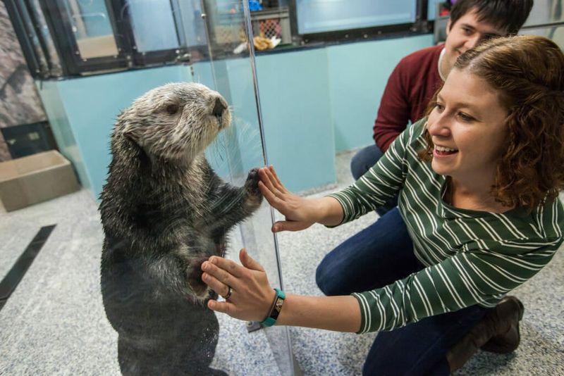 Otter