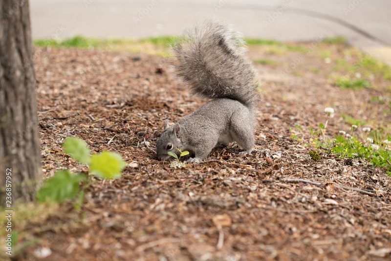 Squirrel Nut Burying