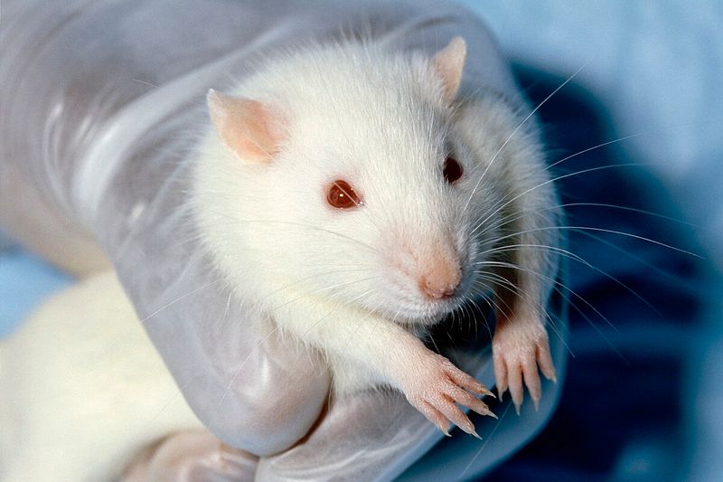 Rat