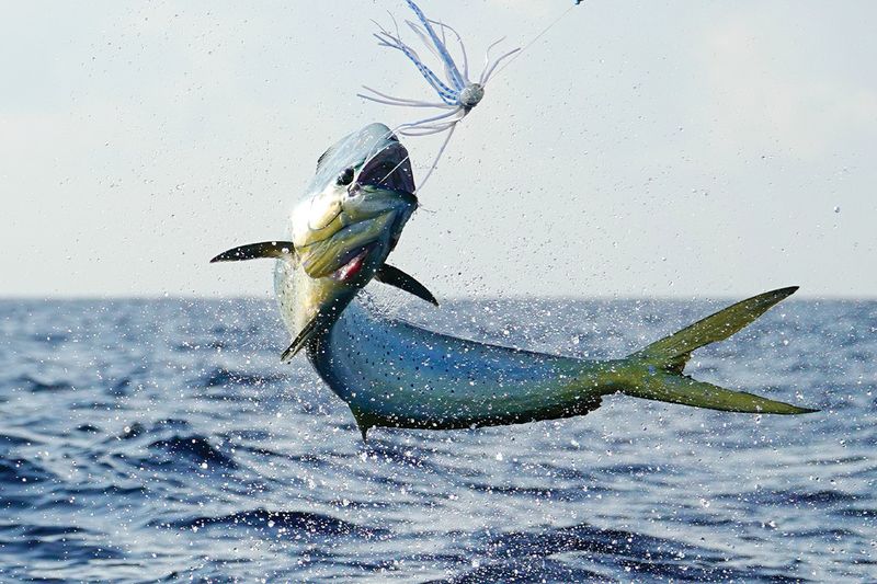 Mahi-mahi