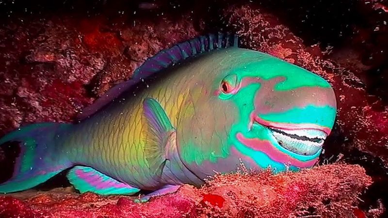 Parrotfish