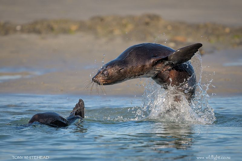 Seals