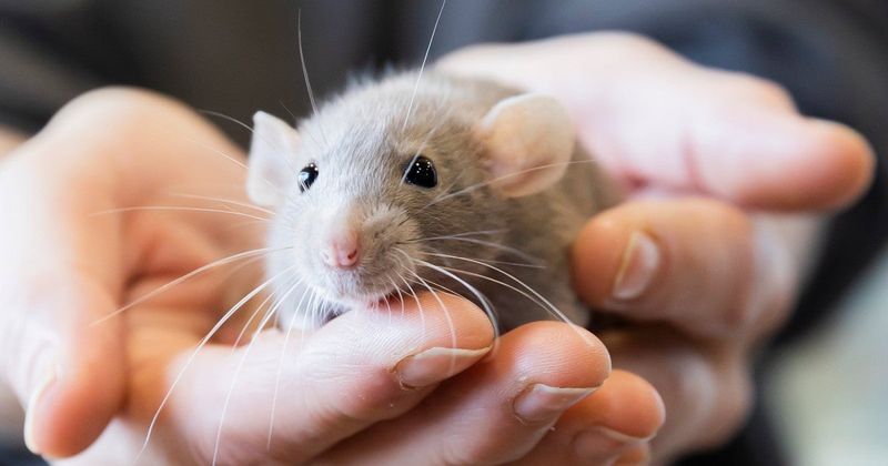 Rats