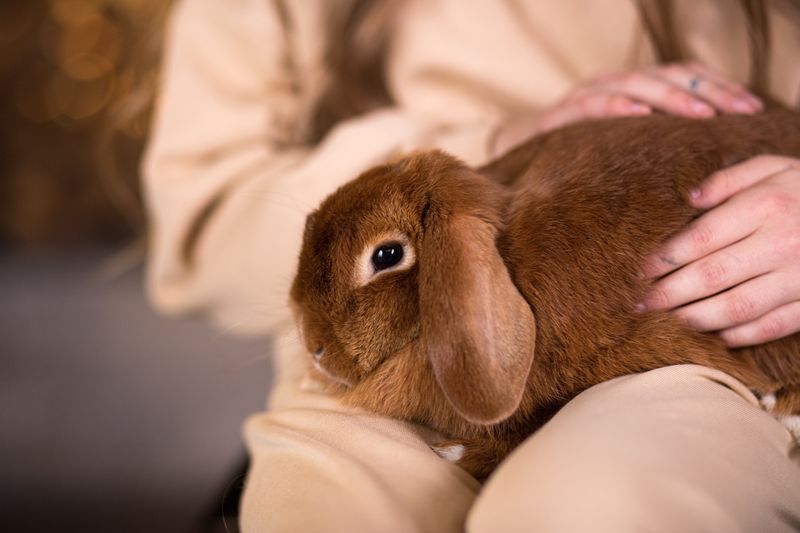 Rabbits