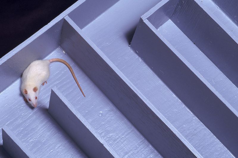 Rats' Maze Navigation