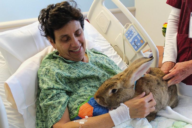Rabbits