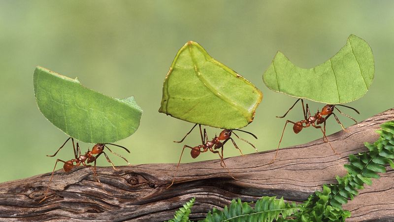 Ants and Organization