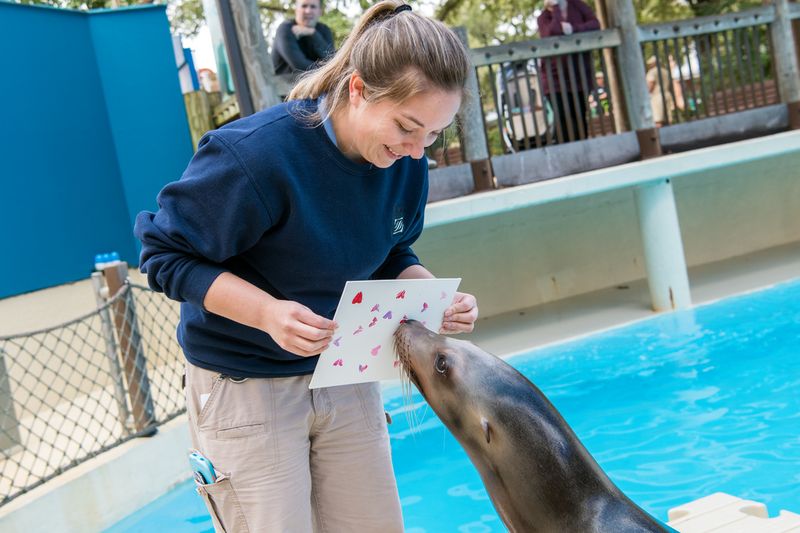 Sea Lions