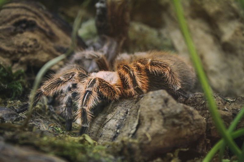 Tarantula