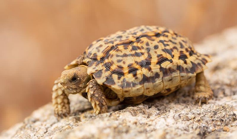 Speckled Padloper Tortoise