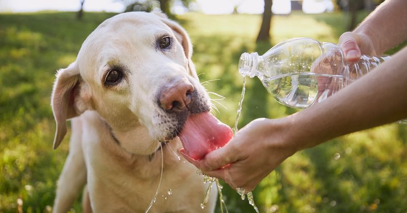 Heatstroke Hazards