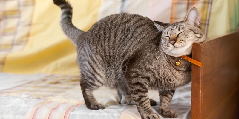 Scent Marking Masters