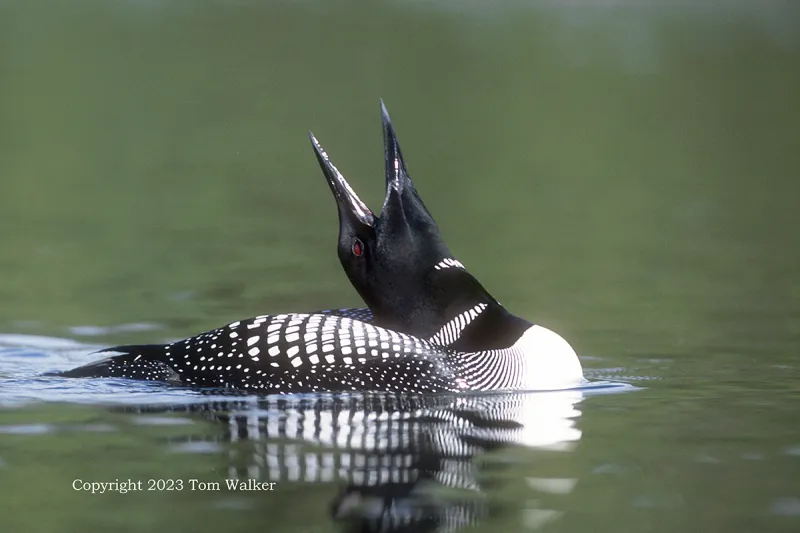 Common Loon
