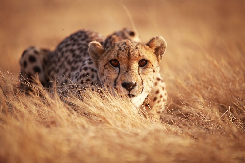 Cheetah