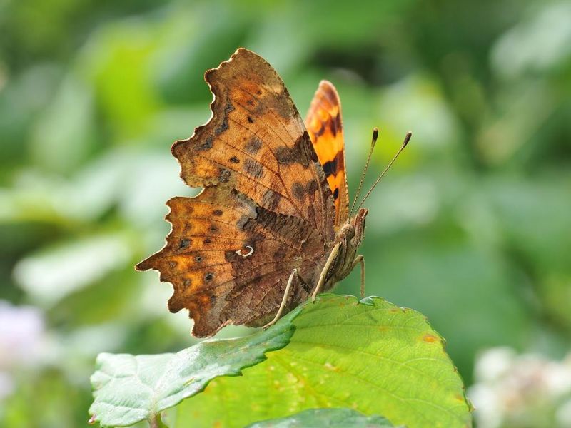 Comma Butterfly