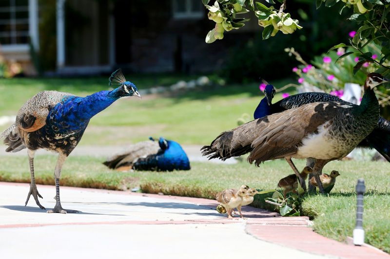Peacock Parade in Miami