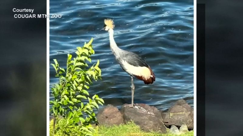 East African Crane
