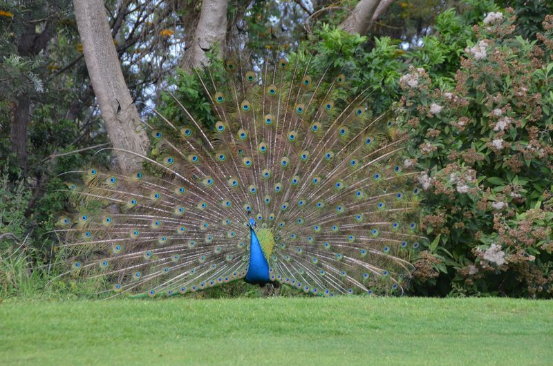 Peacock's Elegant Visit