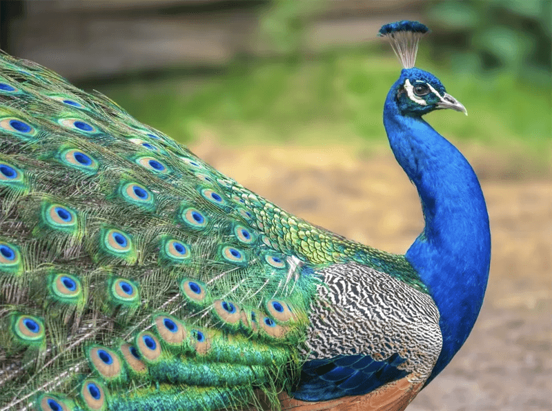 Peacock
