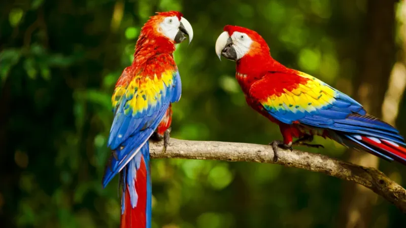 Scarlet Macaw