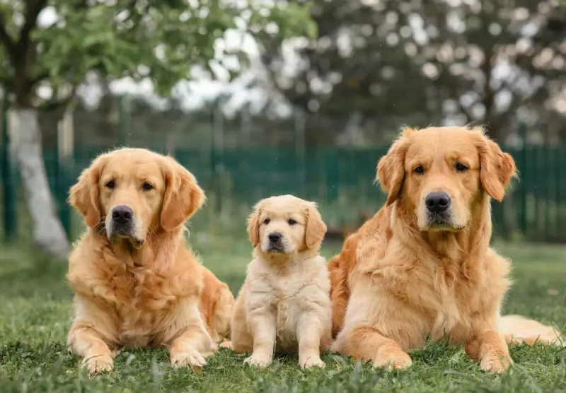 Breed Standards