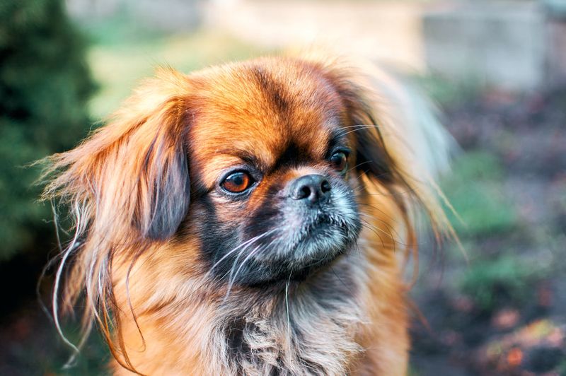 Pekingese