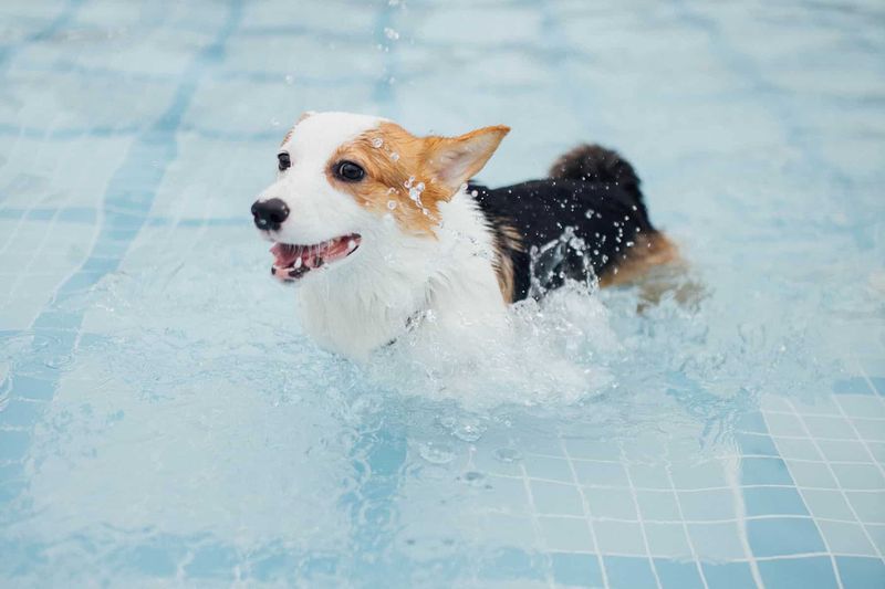 Corgi