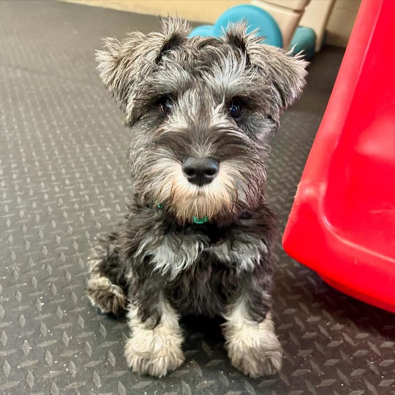 Miniature Schnauzer