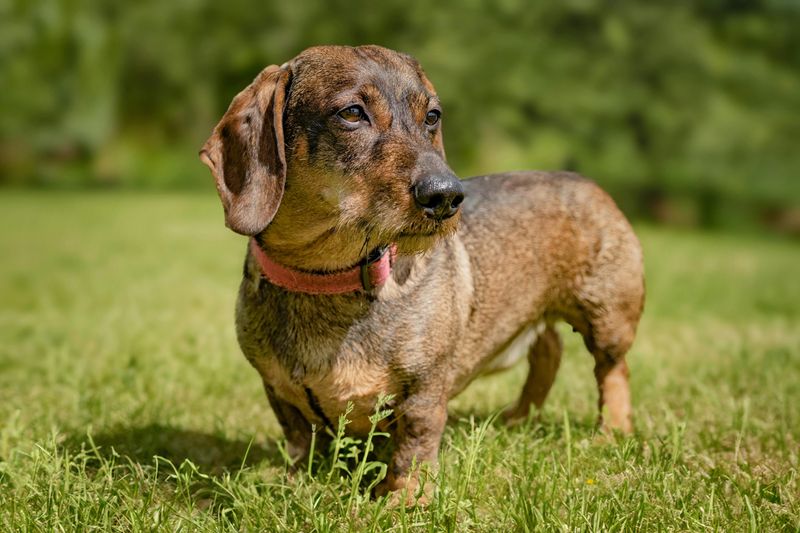 Dachshund
