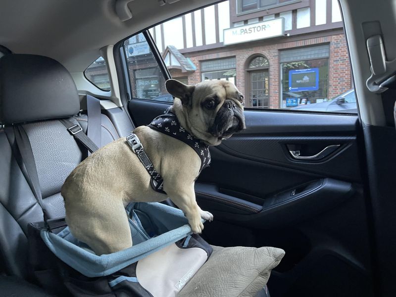 French Bulldog