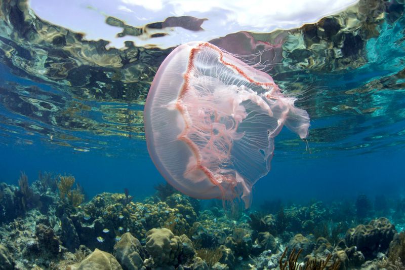 Jellyfish
