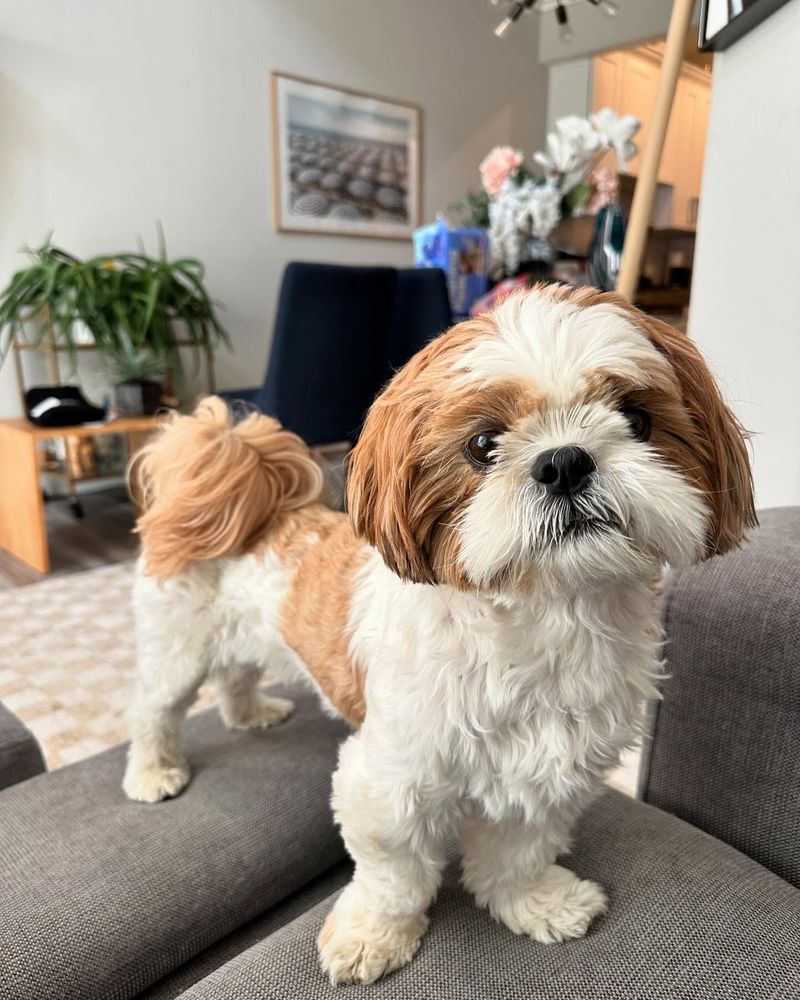 Shih Tzu