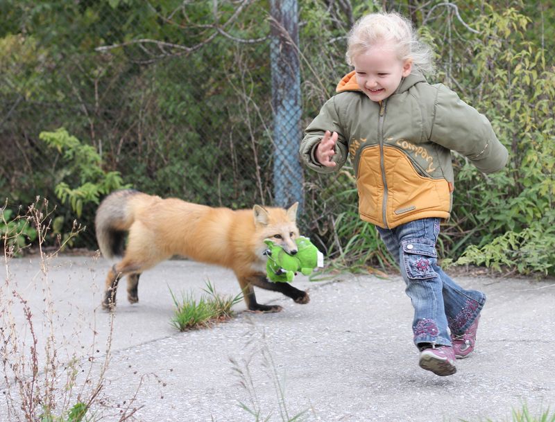 Fox